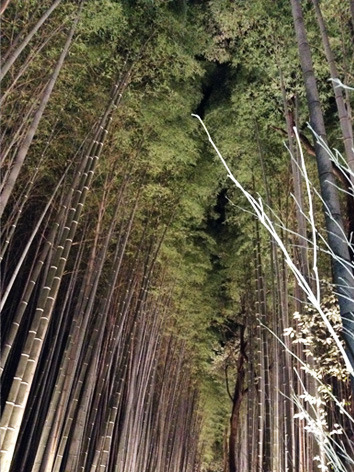bamboo2.jpg