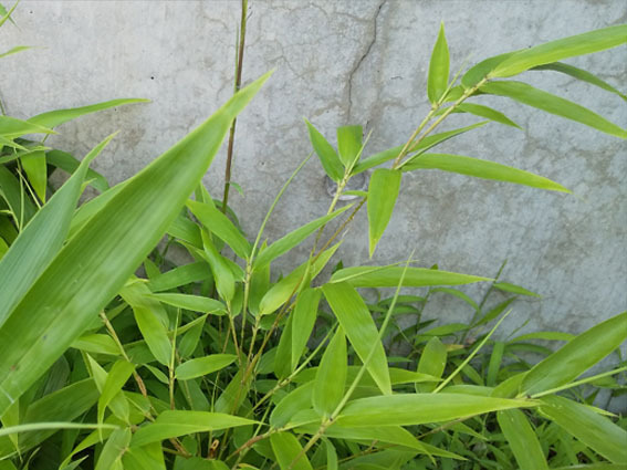 bambooleaf.jpg