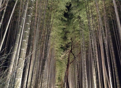 bamboolightup.jpg