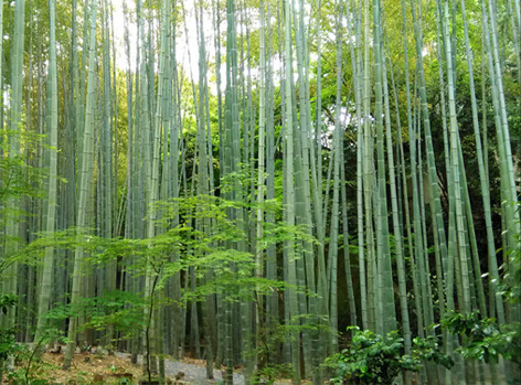 enkohji6.jpg