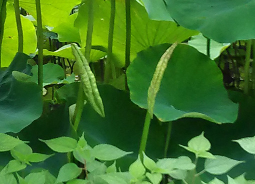 蓮の葉 楽天市場】蓮の葉 50g （乾燥） : 横浜中華街中国超級市場