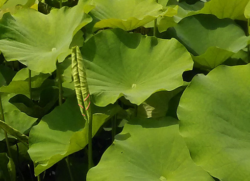 蓮の葉 img_cache_d_246403_1_144006207
