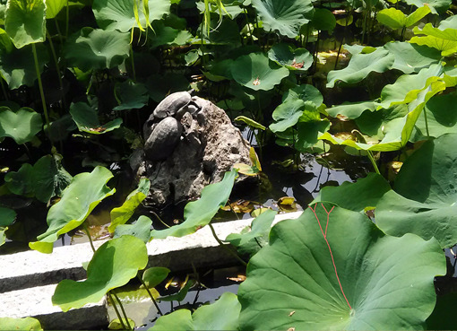 蓮の葉: ーモノクロの芸術水墨画ー京都で水墨画を学んでみませんか？