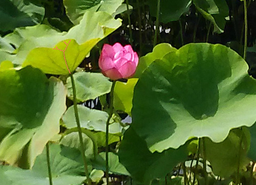 蓮の葉: ーモノクロの芸術水墨画ー京都で水墨画を学んでみませんか？