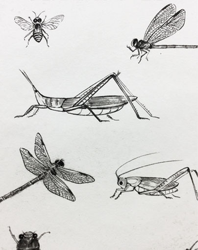 insect2.jpg