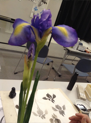 iris1.jpg
