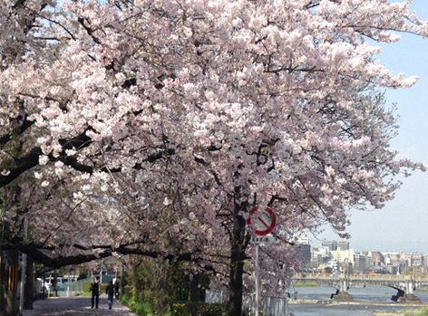 kamogawasakura.jpg