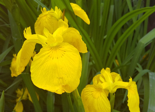 黄菖蒲: ーモノクロの芸術水墨画ー京都で水墨画を学んでみませんか？
