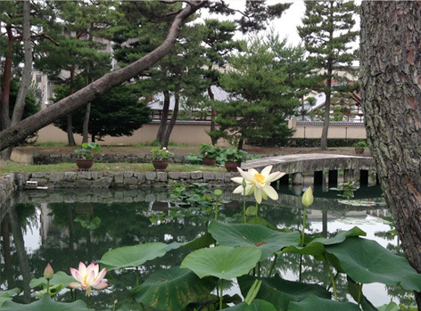 lotus_shokokuji.jpg