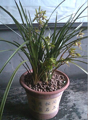 orchid.jpg