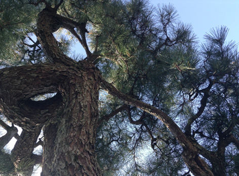 pinetree.jpg