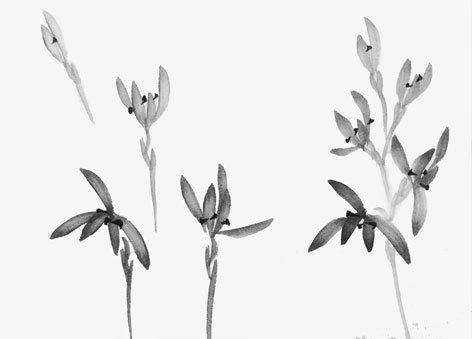 ran_flower.jpg