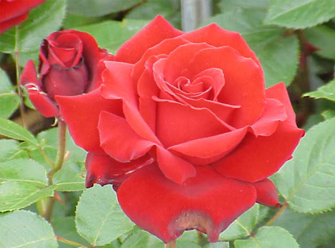 rose.jpg