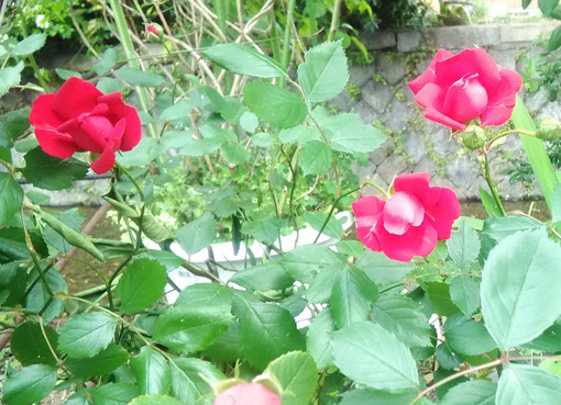 rose1.jpg