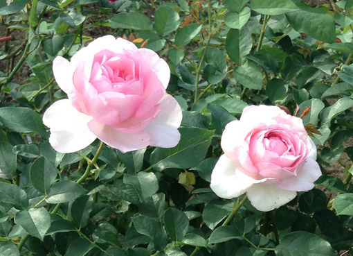 rose3.jpg