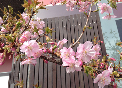 sakura2.jpg