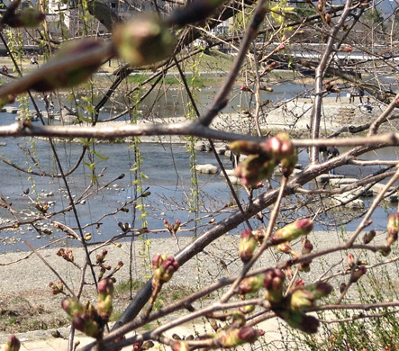 さくらはじめてひらく 桜始開: ーモノクロの芸術水墨画ー京都で