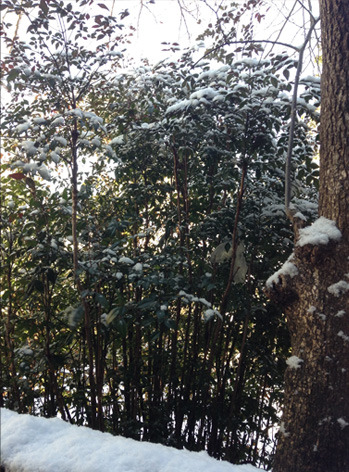 snow_anan.jpg