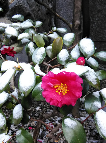 snowcameria2.jpg