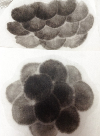 sujumesample.jpg